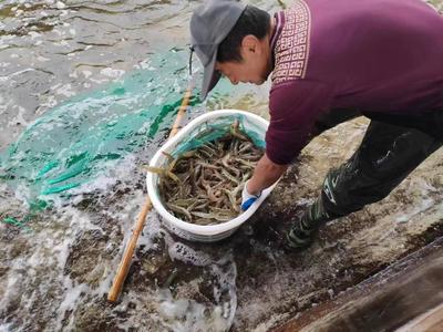 山東萬芝園食用菌科技南蝦越冬生產(chǎn)再獲豐收，趨勢(shì)資產(chǎn)管理助推國企高質(zhì)量發(fā)展